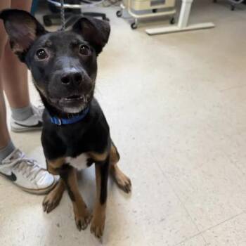 Choo Choo Charlette -  Black Labrador Retriever Dog for Adoption in Austin, Texas - Choo Choo Charlette | PetCurious