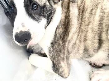 A658208 -  Catahoula Leopard Dog and Saint Bernard Dog for Adoption in Houston, Texas - A658208 | PetCurious