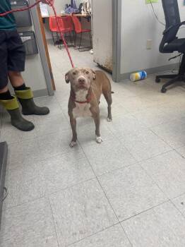 Merriam -  Pit Bull Terrier Dog for Adoption in Sorrento, Louisiana - Merriam | PetCurious