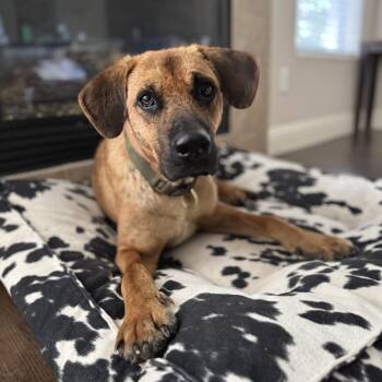 Rescue Labrador Retriever Dogs for Adoption in Austin, Texas - Bon Jovi | PetCurious