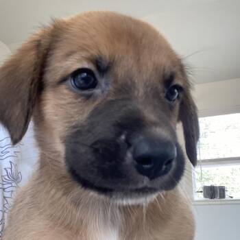 Black Mouth Cur and Mixed Breed Dogs Available for Adoption - Peach | PetCurious