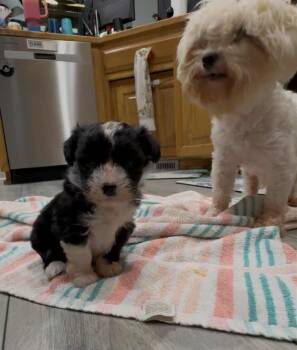 Rescue Poodle and Maltese Dogs for Adoption in Holly Springs, North Carolina - Floris | PetCurious