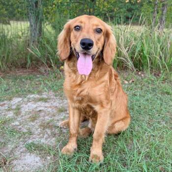 Waffles -  Golden Retriever and Cocker Spaniel Dog for Adoption in Foley, Alabama - Waffles | PetCurious