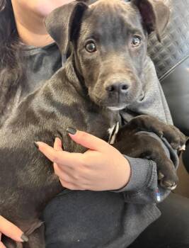 Found stray: Coal -  Labrador Retriever Dog for Adoption in Rockwall, Texas - Found Stray: Coal | PetCurious