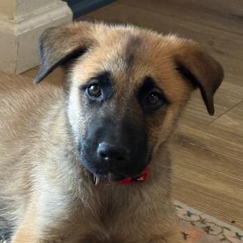 German Shepherd Dog Dogs Available for Adoption in Austin, Texas - Emma TF | PetCurious