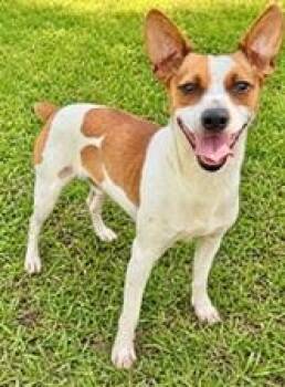 Trojan -  Rat Terrier and Mixed Breed Dog for Adoption in Largo, Florida - Trojan | PetCurious