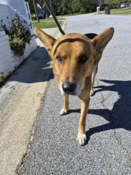 Ic-1 -  Shepherd Dog for Adoption in Lawrenceville, Georgia - Ic-1 | PetCurious
