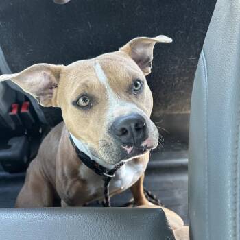 Mixed Breed Dogs Available for Adoption in Columbiana, Alabama - Maya | PetCurious