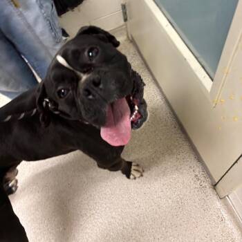Boxer Dogs Available for Adoption in Murray, Utah - Whiskey | PetCurious