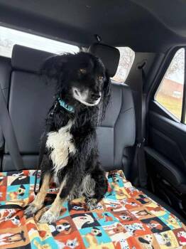Haven FL -  Australian Shepherd Dog for Adoption in Ontario, California - Haven FL | PetCurious