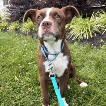 Snapple -  Mixed Breed Dog for Adoption in Canal Winchester, Ohio - Snapple | PetCurious