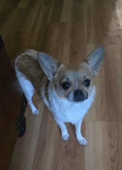 Elvis -  Chihuahua Dog for Adoption in Raleigh, North Carolina - Elvis | PetCurious