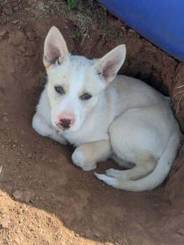 Mixed Breed Dogs Available for Adoption - Tiny Tot | PetCurious