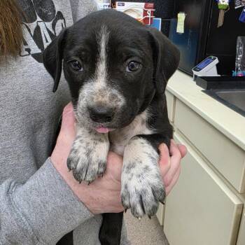 Blueberry Muffin -  Mixed Breed Dog for Adoption in Ardmore, Oklahoma - Blueberry Muffin | PetCurious