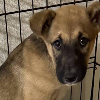 Molly-Shepherd -  German Shepherd Dog Dog for Adoption in Williston, Vermont - Molly-Shepherd | PetCurious