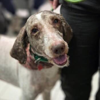 Bubby aka Penn -  Mixed Breed Dog for Adoption in Charleston, West Virginia - Bubby Aka Penn | PetCurious