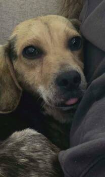 Beagle and Mixed Breed Dogs Available for Adoption in Wilkesboro, North Carolina - Honey Bea | PetCurious