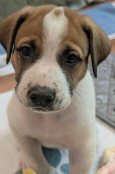 Boston Rob -  Great Pyrenees and Anatolian Shepherd Dog for Adoption in Kiowa, Oklahoma - Boston Rob | PetCurious