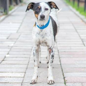Australian Cattle Dog Blue Heeler and Parson Russell Terrier Dogs Available for Adoption in St. Louis, Missouri - KARMEN | PetCurious