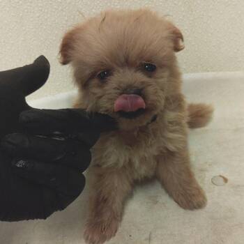 Yin* -  Poodle Dog for Adoption in San Gabriel, California - Yin* | PetCurious