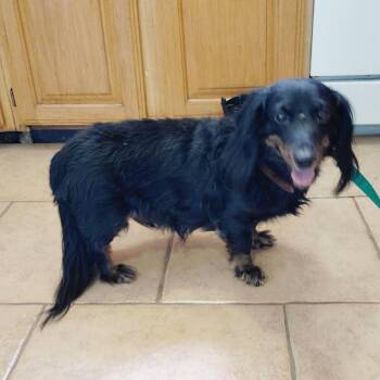 Dachshund Dogs Available for Adoption - Buddy | PetCurious