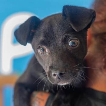 Lil Slick -  Chihuahua and Dachshund Dog for Adoption in Decatur, Georgia - Lil Slick | PetCurious