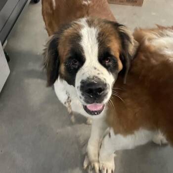 Freya -  Saint Bernard Dog for Adoption in Des Moines, Iowa - Freya | PetCurious