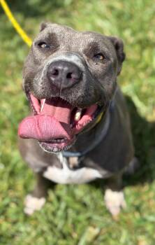 Rescue Pit Bull Terrier Dogs for Adoption in Washington Court House, Ohio - Dana | PetCurious