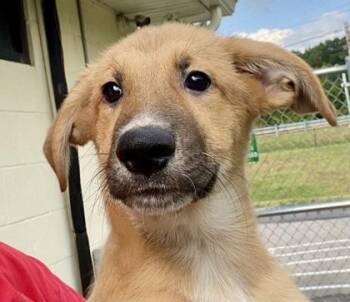 Jaxton -  German Shepherd Dog Dog for Adoption in Glasgow, Kentucky - Jaxton | PetCurious