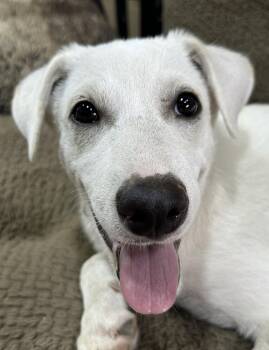 Sir Charlie -  Labrador Retriever Dog for Adoption in The Woodlands, Texas - Sir Charlie | PetCurious