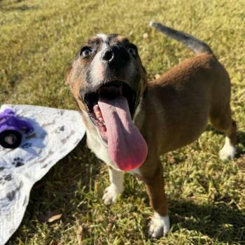 Moby -  Mixed Breed Dog for Adoption in Pearland, Texas - Moby | PetCurious