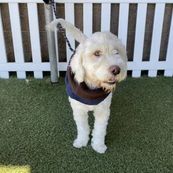LEONARDO -  Poodle and Mixed Breed Dog for Adoption in Modesto, California - LEONARDO | PetCurious