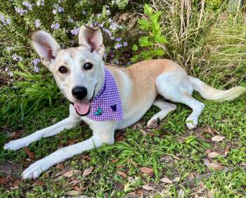 Husky and Labrador Retriever Dogs Available for Adoption - IRIS - GORGEOUS GIRL - SEE VIDEO! | PetCurious