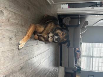 Rescue German Shepherd Dog Dogs for Adoption in Amissville, Virginia - Boz | PetCurious