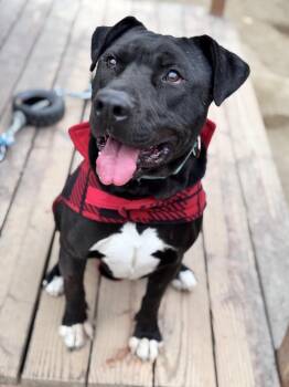 Rescue Pit Bull Terrier Dogs for Adoption in Incline Village, Nevada - Aries | PetCurious