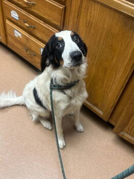 Rescue Australian Shepherd and Hound Dogs for Adoption in Lovingston, Virginia - Oliver | PetCurious