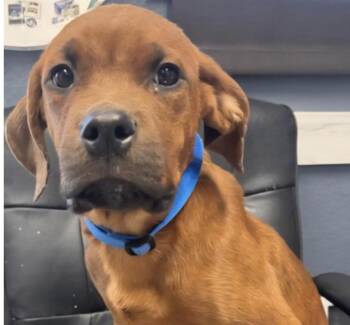 Rescue Boxer Dogs for Adoption in Hollister, Missouri - Braxton | PetCurious