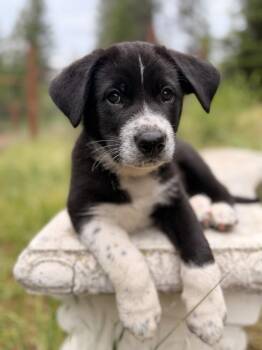 German Shepherd Dog Dogs Available for Adoption in Pleasant Hill, California - Dill | PetCurious