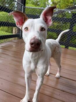 Blanca -  Mixed Breed Dog for Adoption in New York, New York - Blanca | PetCurious