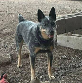 Australian Cattle Dog Blue Heeler Dogs Available for Adoption in Bend, Oregon - Jolene | PetCurious