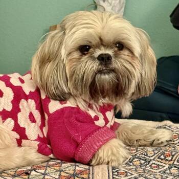 Shusha -  Shih Tzu Dog for Adoption in Plano, Texas - Shusha | PetCurious