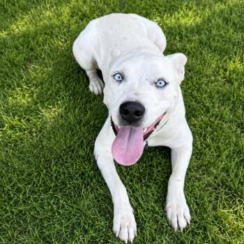 Fria -  Shepherd Dog for Adoption in Houston, Texas - Fria | PetCurious