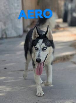 Aero -  Husky Dog for Adoption in Thornton, Colorado - Aero | PetCurious