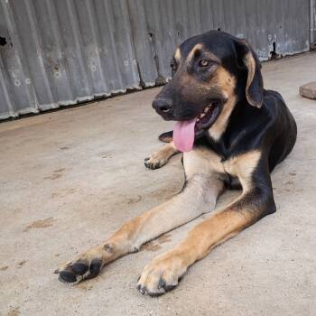 Rescue Cane Corso and Labrador Retriever Dogs for Adoption in Batson, Texas - Sam Bass | PetCurious