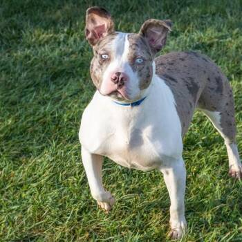 DAISY -  Catahoula Leopard Dog and Pit Bull Terrier Dog for Adoption in St. Louis, Missouri - DAISY | PetCurious