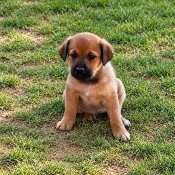 Truvy Guitar -  Shepherd and Yellow Labrador Retriever Dog for Adoption in Andover, Massachusetts - Truvy Guitar | PetCurious