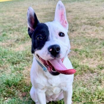 Bulldog and Beagle Dogs Available for Adoption in Manchester, New Hampshire - Polly In NH! Come Meet Our Adoptable Dogs Wed-Sat, More Info In  | PetCurious