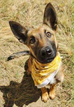 Toga -  Belgian Shepherd Malinois Dog for Adoption in Vancouver, Washington - Toga | PetCurious