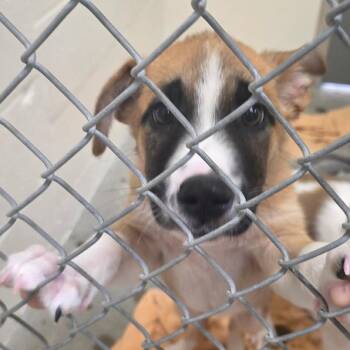 Maple -  Mixed Breed Dog for Adoption in Buellton, California - Maple | PetCurious