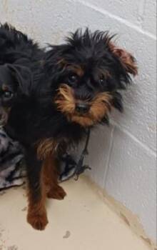 Flipper -  Terrier and Mixed Breed Dog for Adoption in West Memphis, Arkansas - Flipper | PetCurious
